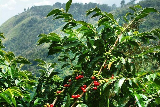 Blue Mountains Coffee Private Tour from Kingston - First stop on the mountain road: Eastern Kingston viewpoint and quick context