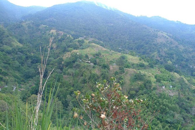 Blue Mountains Coffee Private Tour from Kingston - Who this tour suits best (and who should choose something else)