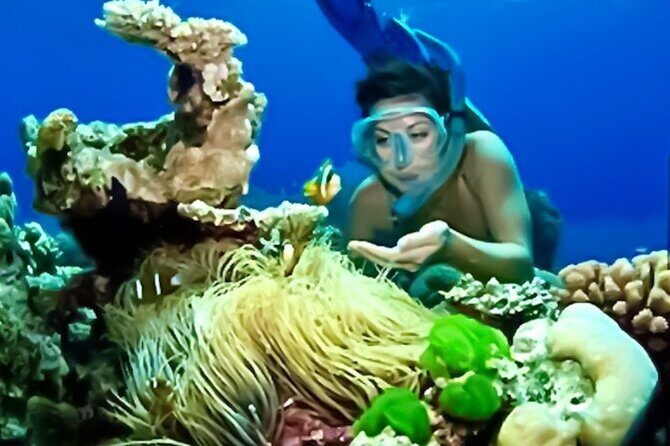 Family Fun-Snorkeling with Lunch Stop from Montego Bay - The Snorkeling Window: 60 Minutes on the Reef