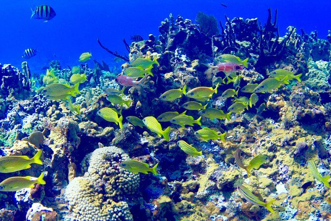 Glass Bottom Boat Ride/Snorkeling/Booby Cay Island from Negril - A smart half-day plan: reef snorkeling plus a real beach break