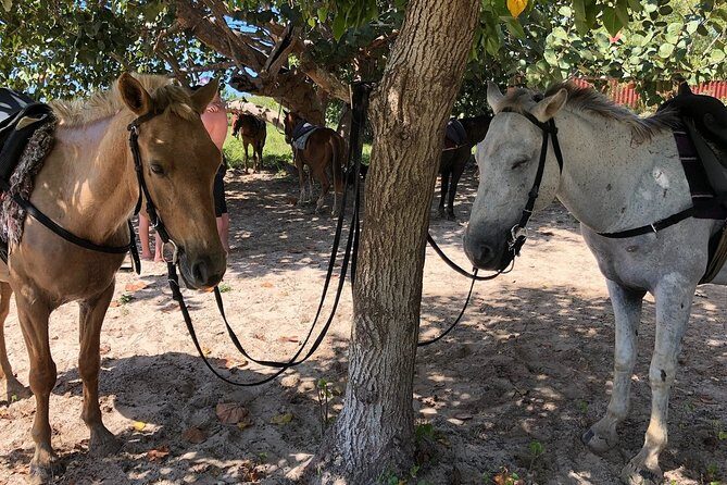 Horseback “SPECIAL”- Negril’s Beach Ride N’ Swim with Free photos/videos - The mangroves: where the coastline story gets serious