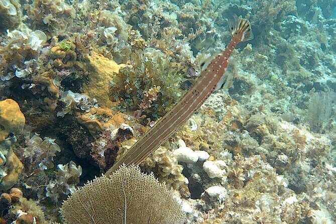 Incredible Negril Guided Snorkeling To Reef, Anchor, and Cannon - Captain Jace and Crew: What Their Guidance Adds