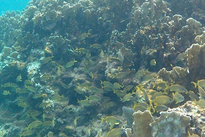 Incredible Negril Guided Snorkeling To Reef, Anchor, and Cannon - The Anchor, Cannon, and Pirate-Era Stops Underwater