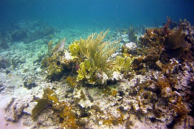 Incredible Negril Guided Snorkeling To Reef, Anchor, and Cannon - Price and Time Value: Is $65 Worth It?