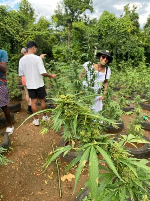 Montego Bay: Marijuana Farm and Bird Sanctuary Tour - Key Points to Know Before You Go