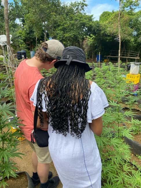 Montego Bay: Marijuana Farm and Bird Sanctuary Tour - Should You Book This Montego Bay Marijuana Farm and Bird Sanctuary Tour?