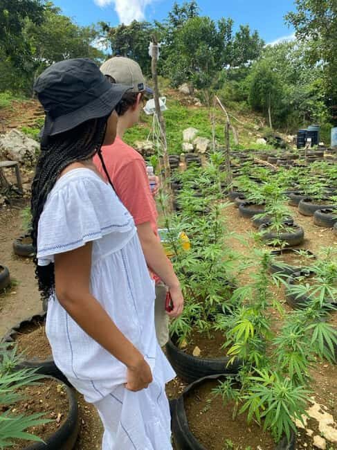Montego Bay: Marijuana Farm and Bird Sanctuary Tour - Who This Tour Fits Best (and Who Might Skip It)