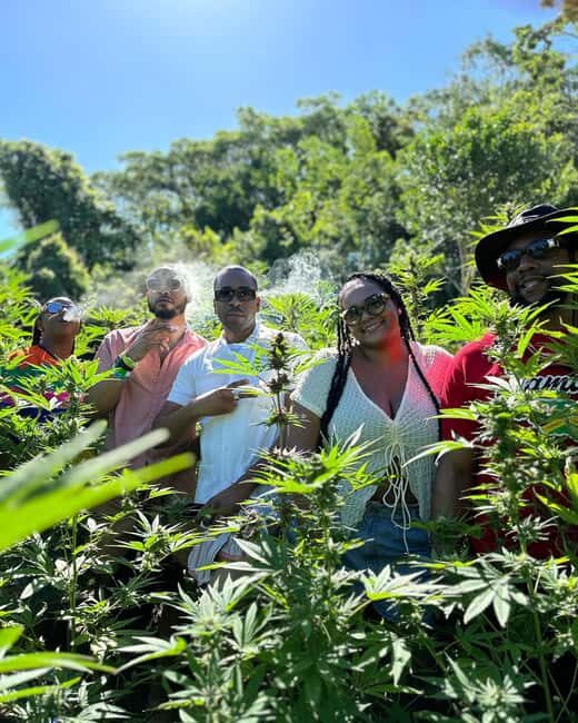 Montego Bay: Marijuana Farm Private Tour with Transportation - Montego Bay pickup and the private tour feel