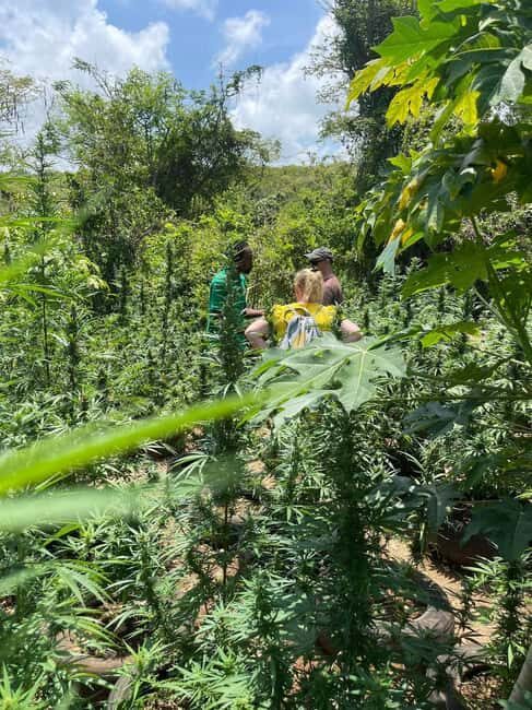 Montego Bay: Marijuana Farm Private Tour with Transportation - Who should book (and who should skip)