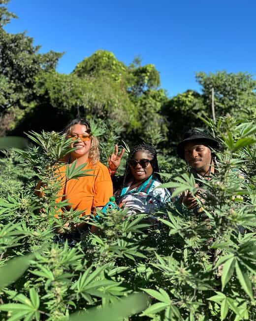 Montego Bay: Marijuana Farm Private Tour with Transportation - Should you book this Montego Bay marijuana farm tour?