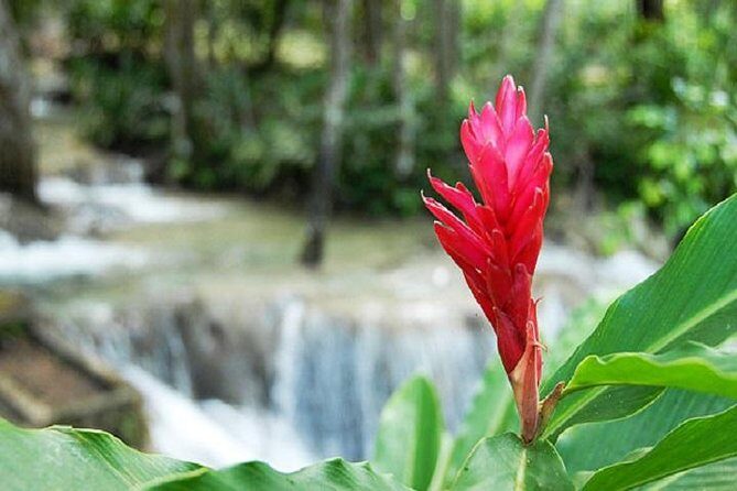 Montego Bay to Dunn's River Falls Half-Day Trip - Price and value: is $75 a good deal for Dunn’s River from Montego Bay?