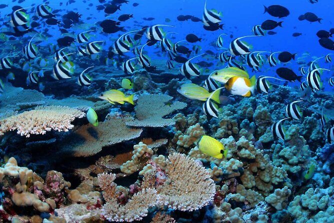 Negril Glass Bottom Boat Tour Snorkeling and Booby Cay - Price and value: what $65 covers (and what it doesn’t)