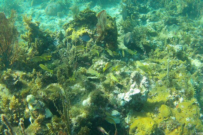 Negril Glass Bottom Boat Tour Snorkeling and Booby Cay - Booby Cay island: about an hour on land plus swimming and photos
