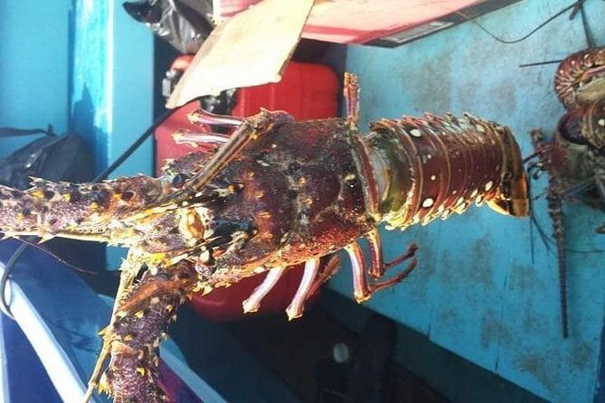 Negril Lobster Lunch on Booby Cay & Snorkeling To a Sunken Cannon - The Return Cruise Along 7 Mile Beach