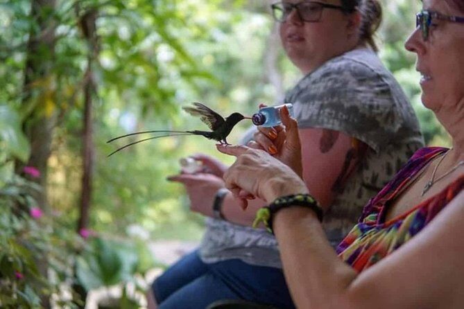 Rockland Bird Sanctuary Private Tour - The hummingbird highlight: sugar water, close wings, and calm focus