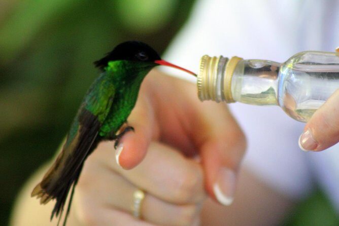 Rocklands Bird Sanctuary & City Highlights plus Shopping from Montego Bay - Sam Sharpe Square: a quick downtown viewpoint