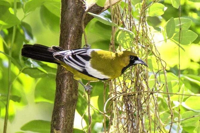 Rocklands Bird Sanctuary & City Highlights plus Shopping from Montego Bay - St James Parish Church: Georgian architecture, with real-world access limits