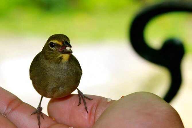 Rocklands Bird Sanctuary & City Highlights plus Shopping from Montego Bay - The bird sanctuary experience: what you’ll actually do