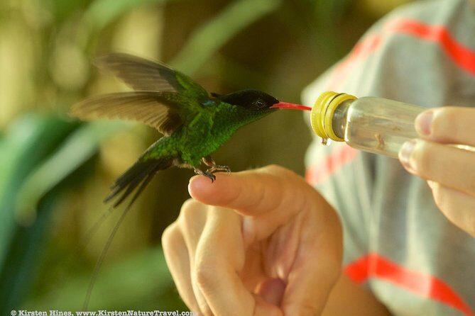 Rocklands Bird Sanctuary & City Highlights plus Shopping from Montego Bay - Price and value: $135 and what’s included versus extra costs