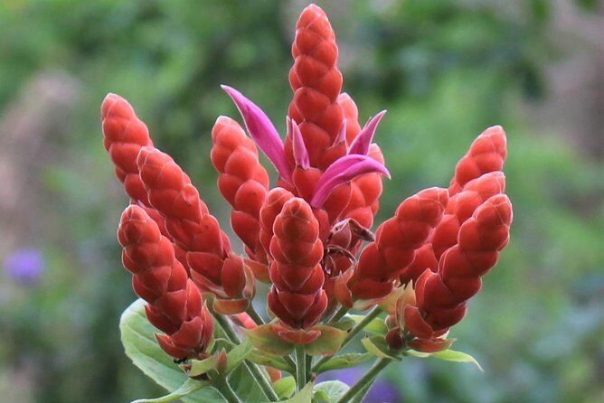 Skip the Line: Ahhh Ras Natango Gallery and Garden Admission Tickets - The art gallery and gift shop: originals, certificates, and what to expect
