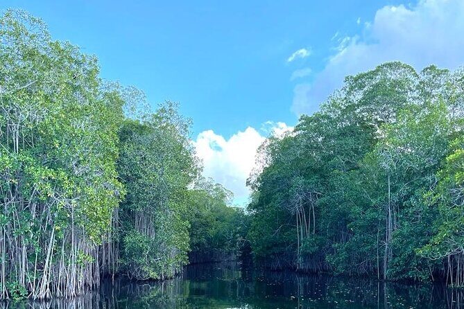 Tour to Black River and YS Falls - Stop 2: Black River safari by boat—crocodiles and mangroves