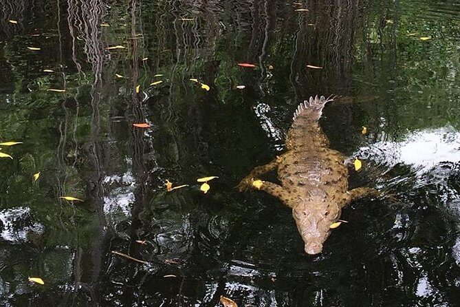 YS Falls, Black River Safari, and Floyd's Pelican Bar Day-Trip (Transportation) - Stop 2: Swaby’s Swamp Safari on the Black River for mangroves and crocodiles