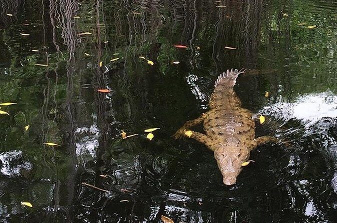 YS Falls, Black River Safari, and Floyd's Pelican Bar Day-Trip (Transportation) - Price and value: what your $133.29 actually covers