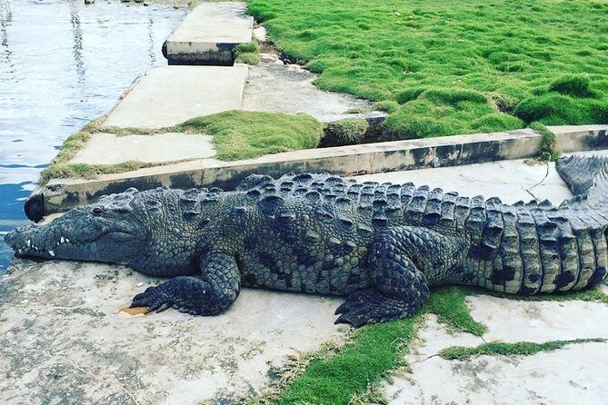 YS Falls, Black River Safari, and Floyd's Pelican Bar Day-Trip (Transportation) - What to bring (and how to avoid the common headaches)