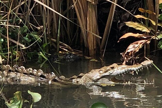 YS Falls, Black River Safari, Appleton Rum Tour OR Pelican Bar (Choose Up to 3) - Key things that make this tour worth your time